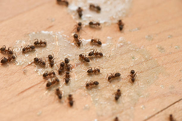 Professional Pest Control in Cashmere, WA